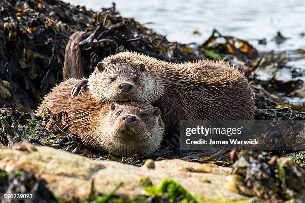 european otters resting at shoreline - europäischer fischotter stock-fotos und bilder