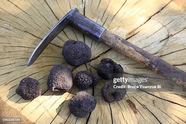 wild black truffles with a truffle pick - truffles stock pictures, royalty-free photos & images