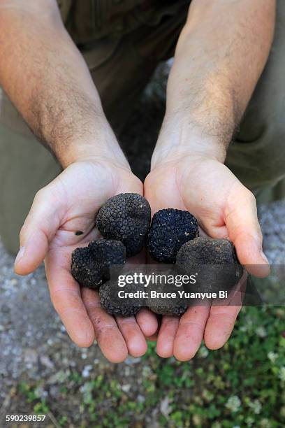 wild black truffles in hands - umbria stock pictures, royalty-free photos & images