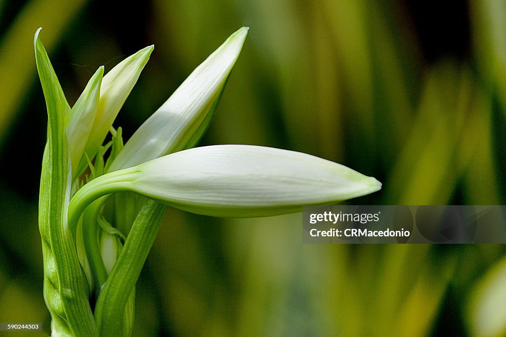 White lily