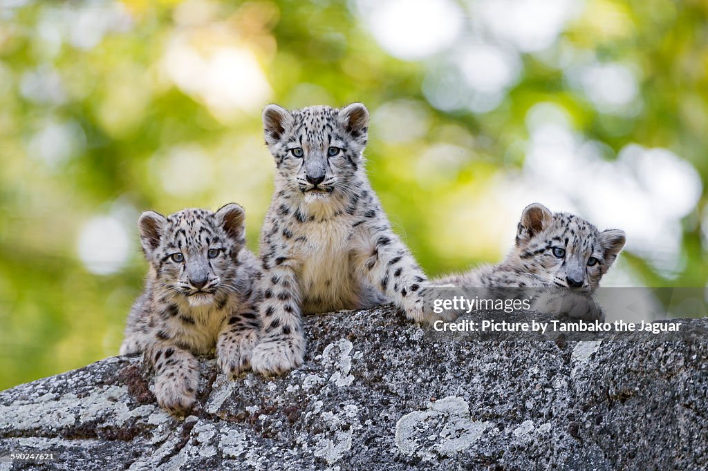 Three snow leopards cubs posing well
