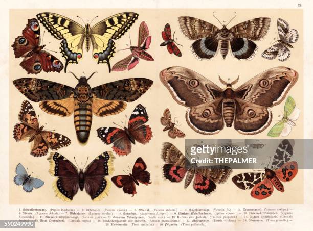 蛾と蝶のクロモリソグラフィ 1888 - butterfly insect点のイラスト素材／クリップアート素材／マンガ素材／アイコン素材