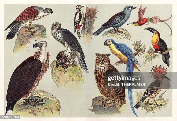different kids of birds chromolithography 1888 - etching stock illustrations