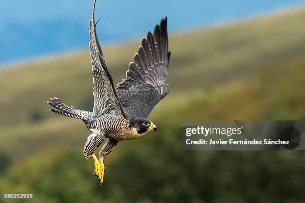 peregrine falcon flying. falco peregrinus. - peregrine falcon stock-fotos und bilder