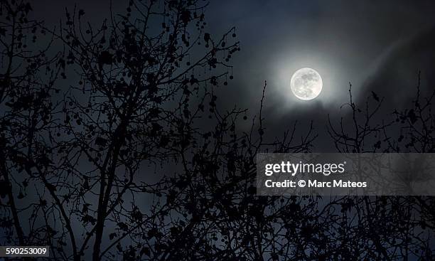 full moon behind the trees - marc mateos stock pictures, royalty-free photos & images