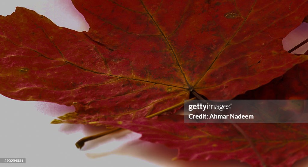 Close up of Red Maple Leaves