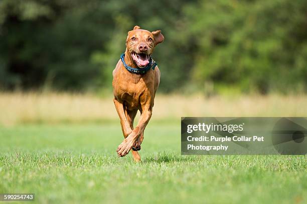 happy vizsla dog running outdoors - pointer dog running stock pictures, royalty-free photos & images
