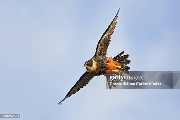 bat falcon in flight - carlos falco fotografías e imágenes de stock