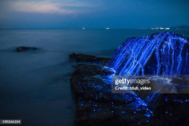 bio-luminescent shrimp spill over a rock on the coast - bioluminescência imagens e fotografias de stock