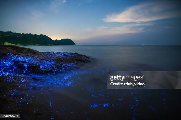 vargula hilgendorfii oder meerglühwürmchen an der küste japans - bioluminescence stock-fotos und bilder