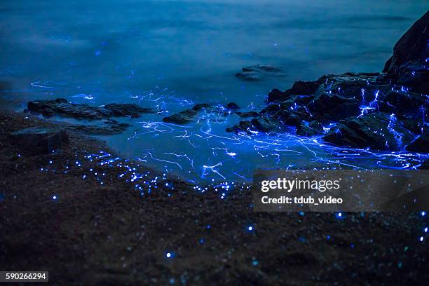 sea fireflies floating in the ocean - bioluminescência imagens e fotografias de stock