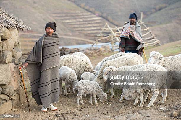 shepherds - shepherds staff stock pictures, royalty-free photos & images