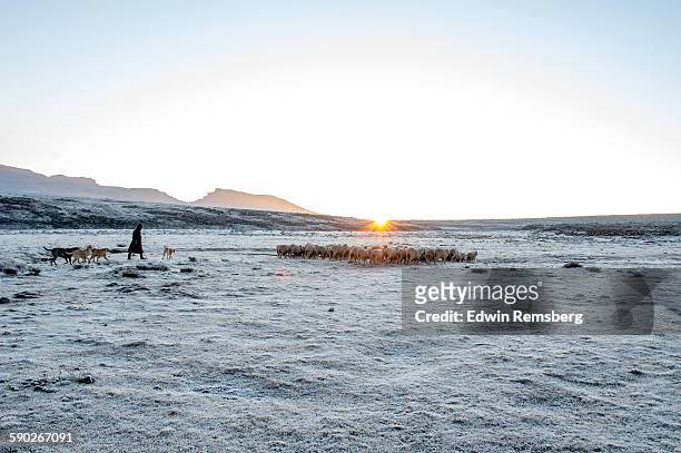 sunrise flock - lesotho stock pictures, royalty-free photos & images
