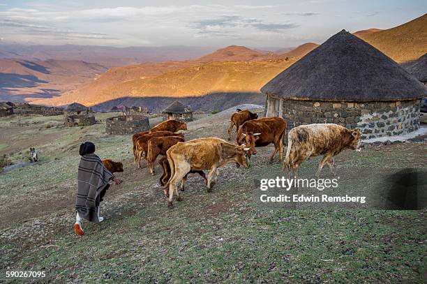 herding cattle - lesotho stock pictures, royalty-free photos & images