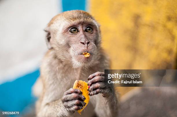 cute little monkey eating banana - ape eating banana stockfoto's en -beelden