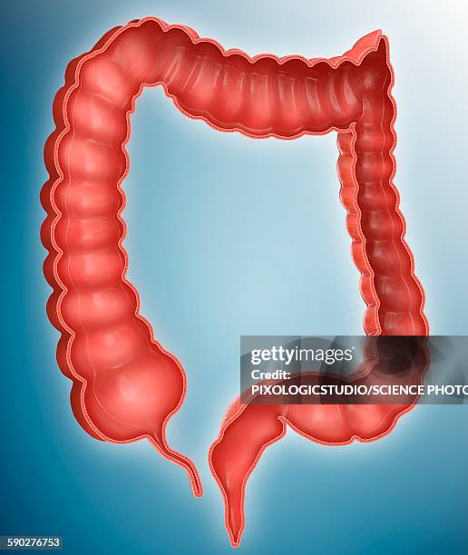 Large Intestine Example 4,946 Large Intestines Stock Photos, High-Res Pictures, and Images ...