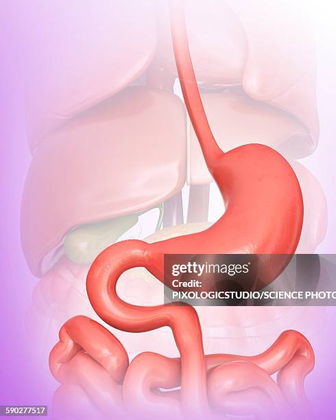 stockillustraties, clipart, cartoons en iconen met stomach, illustration - slokdarm