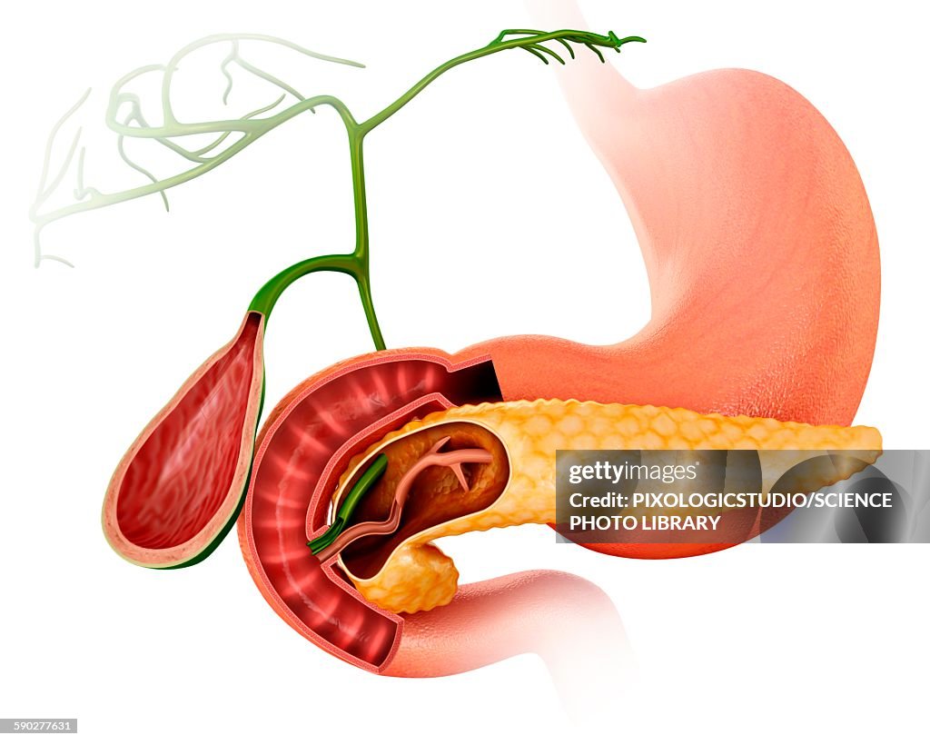 Pancreas and gall bladder, illustration