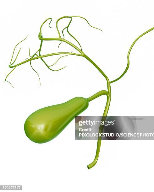 human gall bladder, illustration - gall bladder stock illustrations