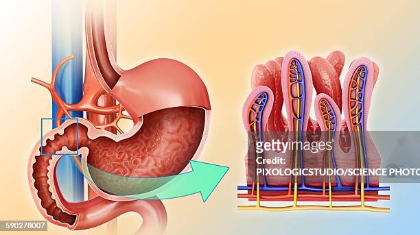 small intestine and stomach, illustration - 絨毛点のイラスト素材／クリップアート素材／マンガ素材／アイコン素材