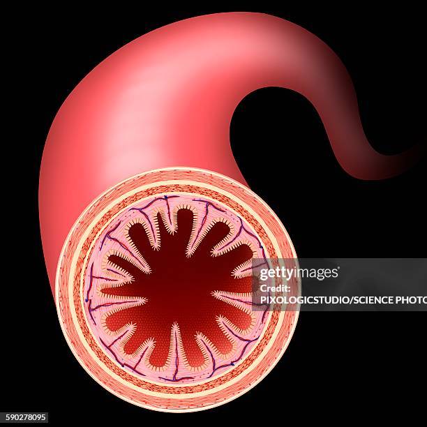 small intestine wall, illustration - small intestine stock illustrations