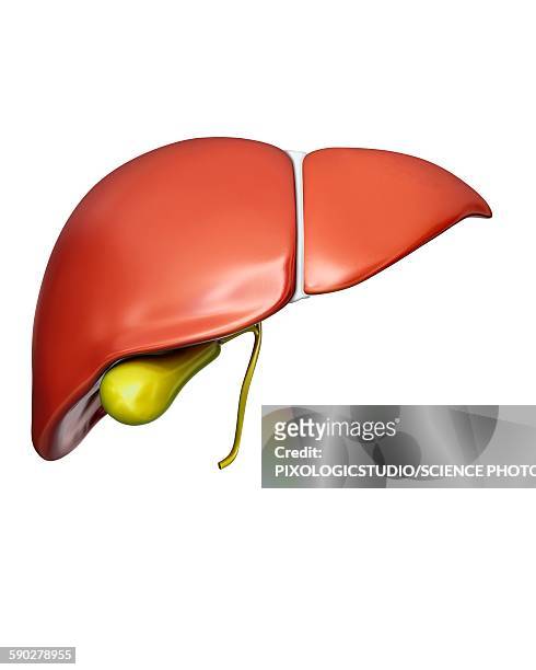 liver and gall bladder, illustration - human internal organ stock illustrations