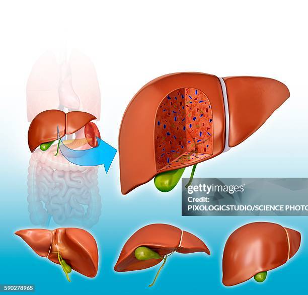 Gallbladder Segmentation 239 Cross Section Of The Gallbladder Stock Photos, High-Res Pictures ...
