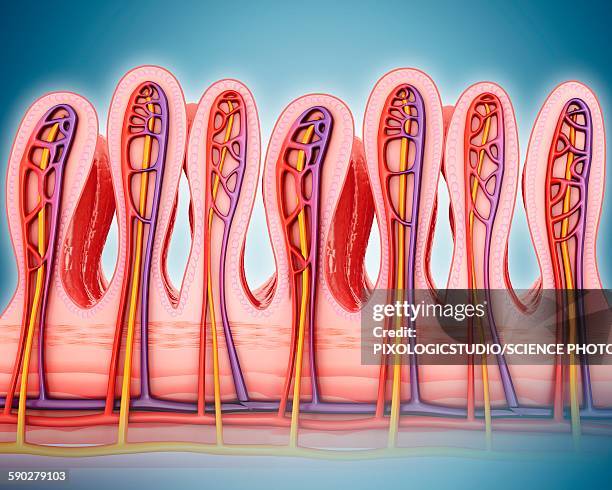 Intestinal Intestinal Wall Photos and Premium High Res Pictures - Getty Images