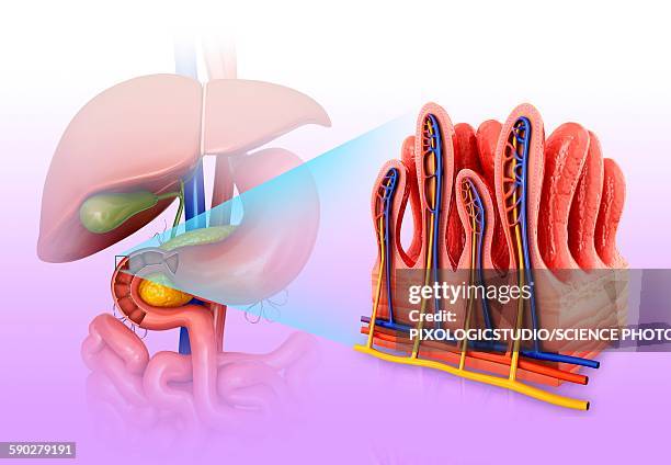 Intestinal Intestinal Wall Photos and Premium High Res Pictures - Getty Images