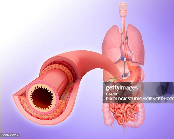 small intestinal wall, illustration - 絨毛点のイラスト素材／クリップアート素材／マンガ素材／アイコン素材