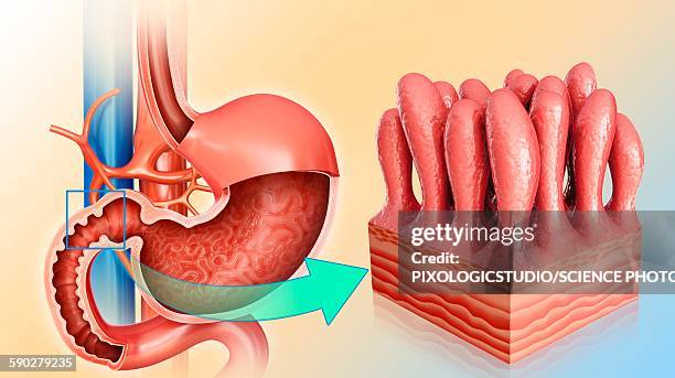 Intestinal Intestinal Wall Photos and Premium High Res Pictures - Getty Images