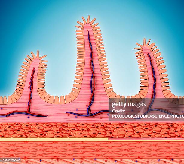 Intestinal 210 Intestinal Wall Stock Photos, High-Res Pictures, and Images - Getty ...