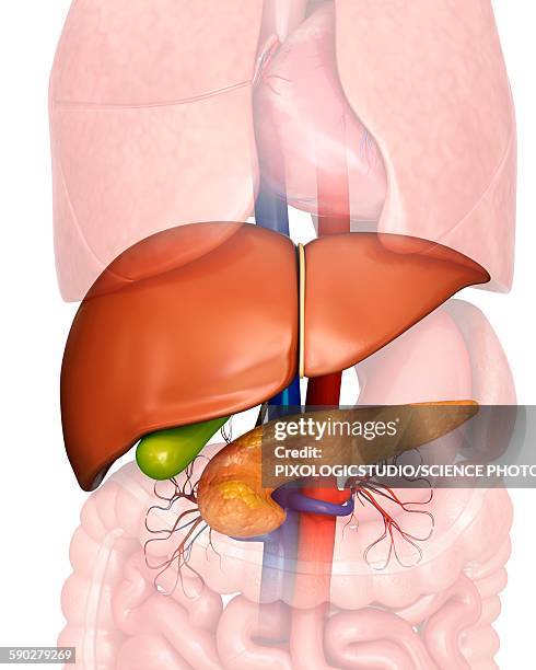 human internal organs, illustration - gall bladder stock illustrations