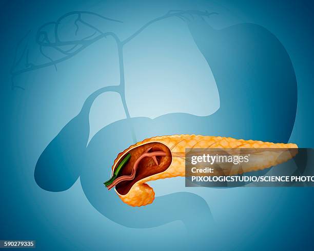 cross section of pancreas, illustration - pancreas 3d stock illustrations