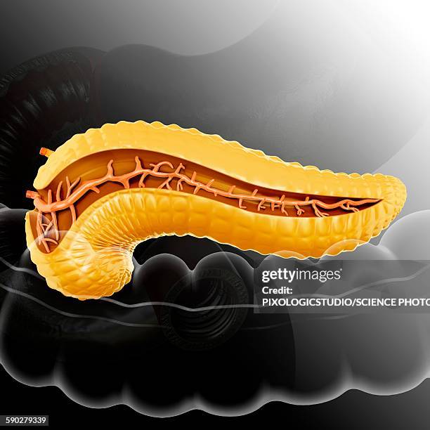 cross section of pancreas, illustration - pancreas 3d stock illustrations