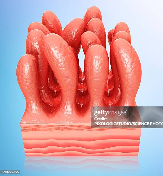 Intestinal 210 Intestinal Wall Stock Photos, High-Res Pictures, and Images - Getty ...