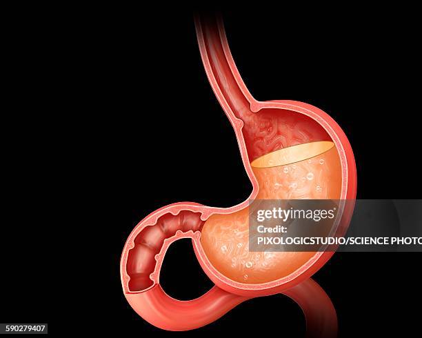 stomach acidity, illustration - stomach anatomy stock illustrations