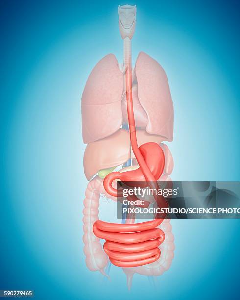 gastric bypass, illustration - gastric bypass stock illustrations