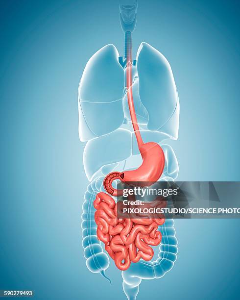 human digestive system, illustration - 食道点のイラスト素材／クリップアート素材／マンガ素材／アイコン素材