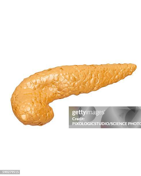 illustrations, cliparts, dessins animés et icônes de pancreas, illustration - pancréas