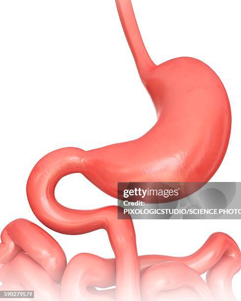 stomach, illustration - stomach anatomy stock illustrations