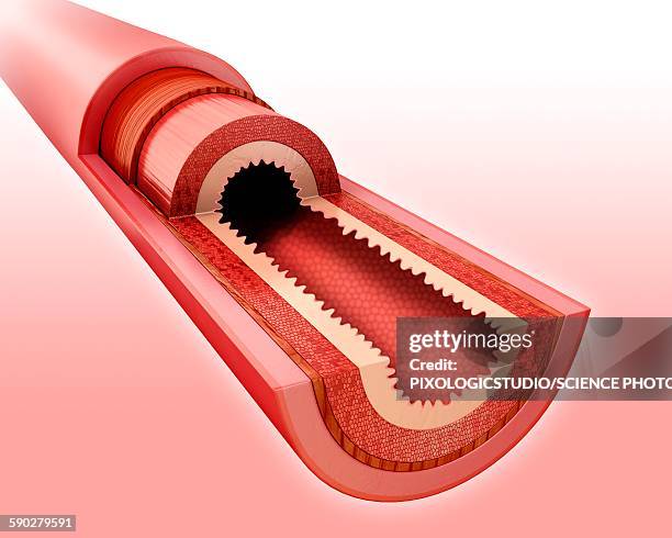 small intestinal wall, illustration - small intestine stock illustrations