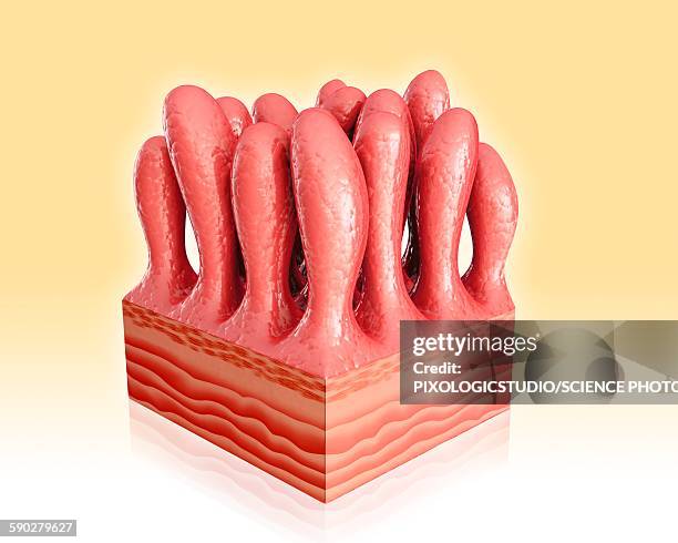 Intestinal Intestinal Wall Photos and Premium High Res Pictures - Getty Images