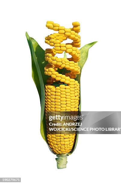 ilustrações de stock, clip art, desenhos animados e ícones de genetically modified corn, illustration - modificação genética