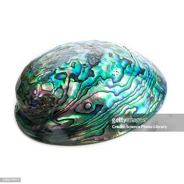 abalone shell - abalone ストックフォトと画像