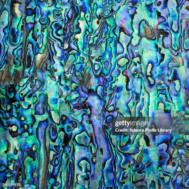 abalone nacre shell - mother of pearl stock pictures, royalty-free photos & images