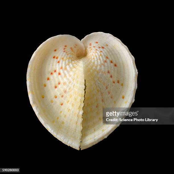 heart cockle shell - coquille de coque photos et images de collection
