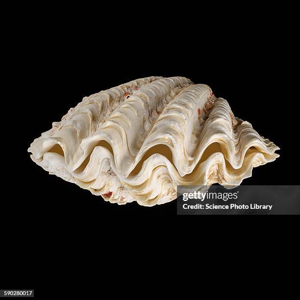 Clamantha Shell Giant Clam Shell Photos and Premium High Res Pictures - Getty Images