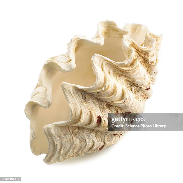 Clamantha Shell Giant Clam Shells Photos and Premium High Res Pictures - Getty Images