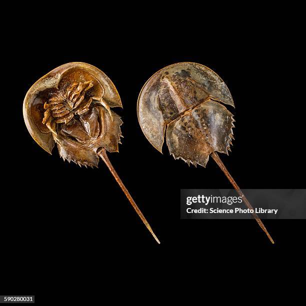 two atlantic horseshoe crabs - pfeilschwanzkrebs stock-fotos und bilder